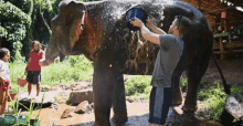 Wash Elephant Jonathan GIF - Wash Elephant Jonathan Bustle GIFs