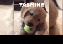 Yasmine Puppy GIF - Yasmine Puppy Tennis Ball GIFs