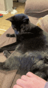 Cat Eating Tail GIF