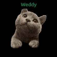 Weddy GIF - Weddy GIFs