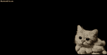 Cat Plosion Cat Explosion GIF - Cat Plosion Cat Explosion GIFs