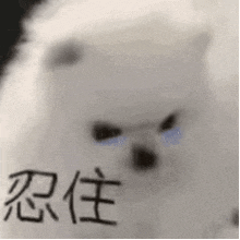 a close up of a white dog with chinese characters on it 's face .