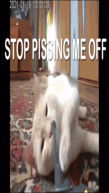 Stop Pissing Me Off Cat GIF