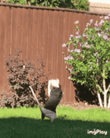 a dog is standing on its hind legs in a yard with a fence in the background .
