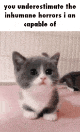 Sols Bug Jar Silly Cat GIF - Sols Bug Jar Silly Cat The Horrors GIFs