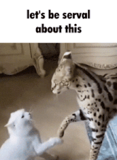 two cats are playing with each other with the caption let 's be serv about this