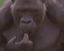 scratch gorilla chimp thinking thoughtful