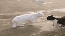 Ninja Stance, Ready For Action GIF - Cats Fight Street GIFs