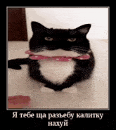 a black and white cat wearing a pink bow tie with russian writing on it