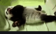 Panda Baby GIF - Panda Baby Yawn GIFs