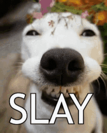 Slay Happy Doggo GIF - Slay Happy Doggo Levonardo GIFs