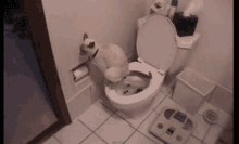 My Dream Cat GIF - Cat Poop Toilet GIFs