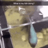 Fish Spit GIF