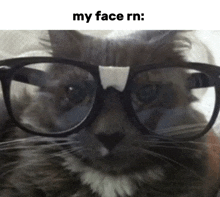 a cat wearing glasses with the caption my face rn on the bottom