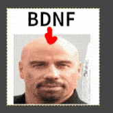 Bdnf Paxpilled GIF - Bdnf Paxpilled Nootropics GIFs
