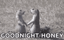 Goodnight Honey Prairie Dog GIF - Goodnight Honey Prairie Dog Kiss GIFs