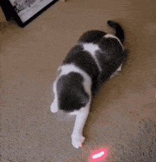 a black and white cat laying on the floor