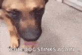 Dog Stinky GIF - Dog Stinky GIFs