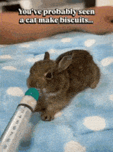 a rabbit drinking from a syringe with the words " you 've probably seen a cat make biscuits "