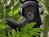 a chimpanzee wearing headphones looks at the camera