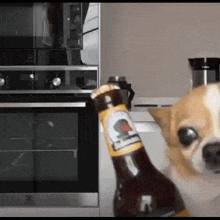 a small dog is holding a bottle of beer with the letter r on the label