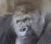 Gorilla Dissapointed GIF - Gorilla Dissapointed GIFs