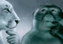 a monkey and a lion are looking at each other