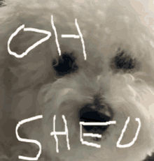 Ohshed GIF - Ohshed GIFs