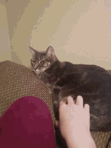 Cat Cute GIF - Cat Cute Massage GIFs