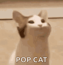 pop pop cat