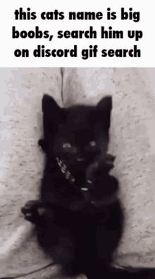 Cat My Name Is GIF - Cat My Name Is Discord GIFs