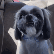 Dogs Pet GIF - Dogs Pet Lover GIFs