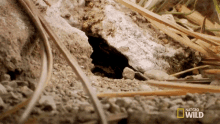 Entering Ants GIF - Entering Ants Long Live The Queen GIFs