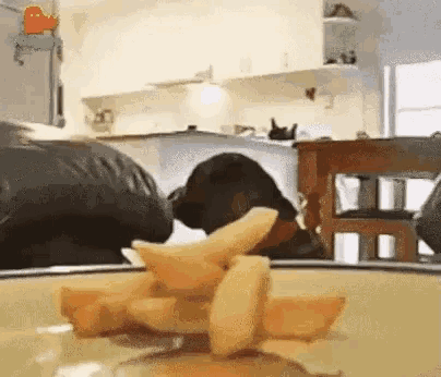 Funny Animals Dogs GIF - Funny Animals Dogs Dog Cam - Discover & Share GIFs Funny Animals Dogs GIF - Funny Animals Dogs Dog Cam - Discover & Share GIFs