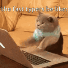 fast typer spamers cat kitty typing