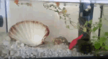 Fish Aquarium GIF