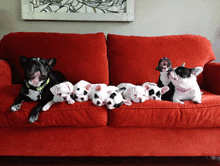French Bulldog Frenchie GIF - French Bulldog Frenchie Dogs GIFs