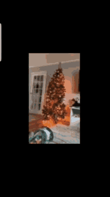 Merry Christmas Ralphie GIF - Merry Christmas Ralphie Cat GIFs