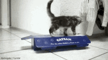Kitten Play GIF - Kitten Play Hide GIFs