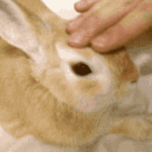 Rabbit Animals GIF - Rabbit Animals Massage GIFs