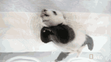 Stretching Pampered Pandas GIF