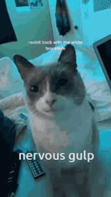Nervous Nervous Gulp GIF - Nervous Nervous Gulp Cat GIFs