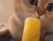 Cat Popsicle GIF - Cat Popsicle Meme GIFs