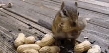 GIF