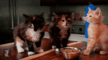 Cats Dogs GIF - Cats Dogs Xmen GIFs