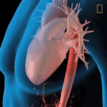 Heartbeat National Geographic GIF - Heartbeat National Geographic Internal Organs GIFs