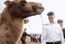 camel riding sahara desert chewing