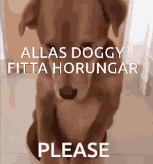 Doggy GIF - Doggy GIFs