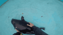 a person is petting a pig in the water