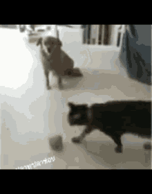 Jumping Cat GIF - Jumping Cat Dog GIFs